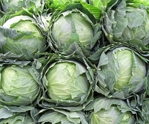 Tip Your Hat to the Cabbage