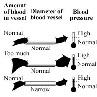 Diagram of three blood vessels and the blood pressure level