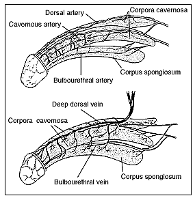 Figure 1:Illustration of two penises