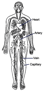 Image of human body showing network of blood vessels
