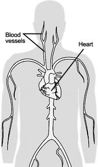 Image showing outline of blood vessels and heart.