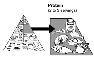 Protein, 2 or 3 servings