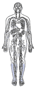 Image of human form with arteries outlined and feet and legs shaded.