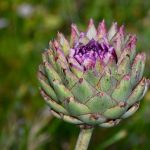 Springtime Is Prime Time For Artichokes