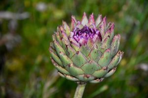 Artichoke Growing in Garden