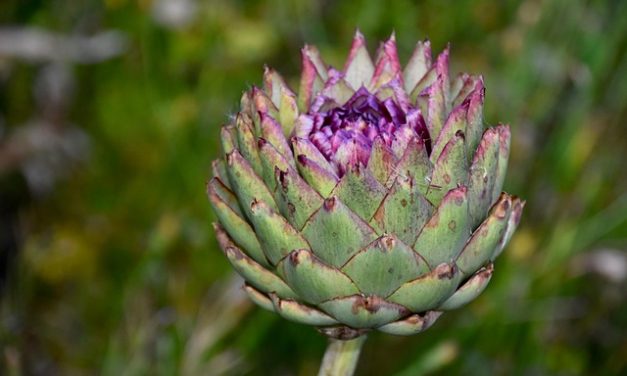 Springtime Is Prime Time For Artichokes
