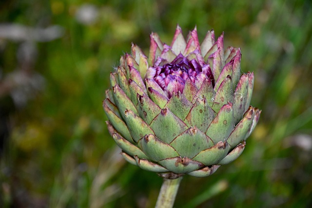 Springtime Is Prime Time For Artichokes