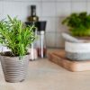 Rosemary: Herb of the Year