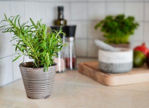 Rosemary Herb