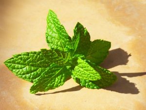 Fresh Mint - Great for Summer Soups
