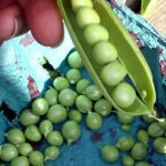 The Sweet Peas of Spring