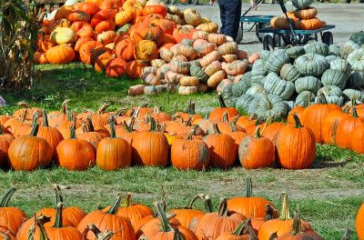 Pumpkin Selection, Preparation, and Nutrition