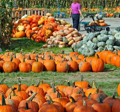Pumpkin Selection, Preparation, and Nutrition