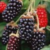 About Blackberries