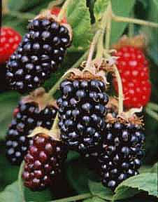 About Blackberries