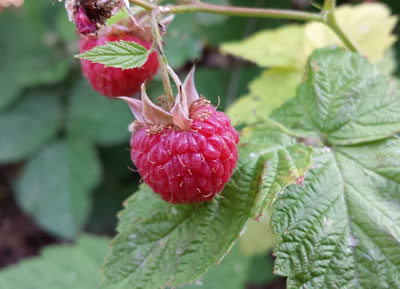 Really Raspberry Parfaits Recipe Photo - Diabetic Gourmet Magazine Recipes