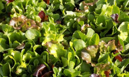 Lettuce and Nutrition – Are Some Varieties Better Than Others?