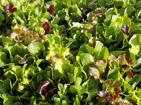 Lettuce and Nutrition – Are Some Varieties Better Than Others?