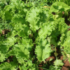 Mustard Greens, the Bold Brassica