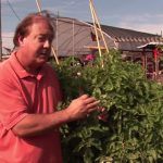 How to Grow Tomatoes : How to Prune Tomato Plants
